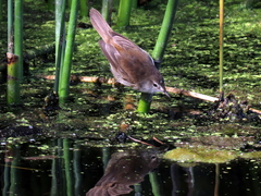 Acrocephalus gracilirostris