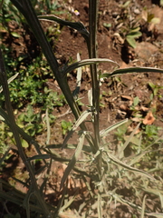 Helichrysum odoratissimum