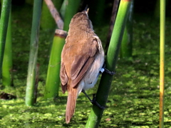 Acrocephalus gracilirostris