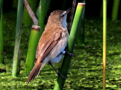 Acrocephalus gracilirostris