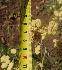Helichrysum odoratissimum