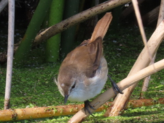 Acrocephalus gracilirostris