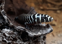 Diploglossus lessonae