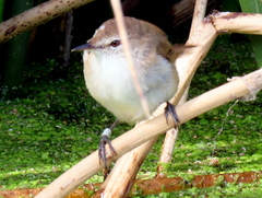 Acrocephalus gracilirostris