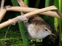 Acrocephalus gracilirostris