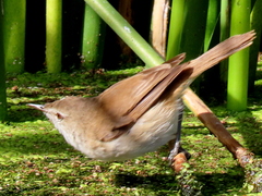 Acrocephalus gracilirostris