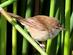 Acrocephalus gracilirostris