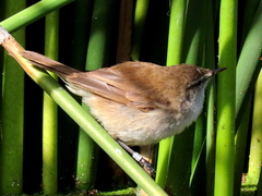 Acrocephalus gracilirostris