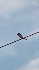 Sporophila albogularis