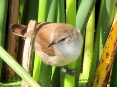Acrocephalus gracilirostris