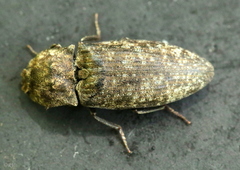 Agrypnus murinus