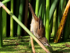 Acrocephalus gracilirostris