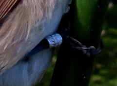 Acrocephalus gracilirostris