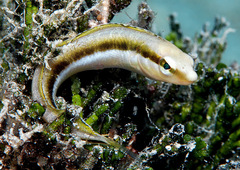 Aspidontus dussumieri