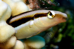 Aspidontus dussumieri