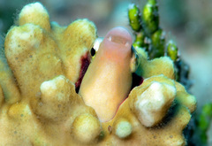 Aspidontus dussumieri