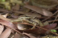 Psammophis orientalis
