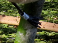 Acrocephalus gracilirostris