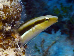 Aspidontus dussumieri