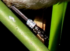 Acrocephalus gracilirostris