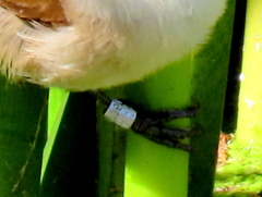 Acrocephalus gracilirostris