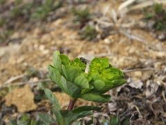 Euphorbia helioscopia