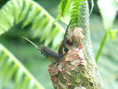 Phaethornis