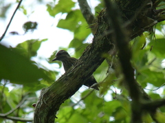 Dryobates spilogaster