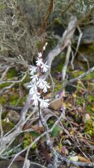 Holothrix parviflora