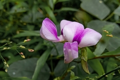 Neustanthus phaseoloides