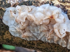 Myxarium nucleatum