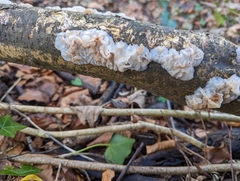 Myxarium nucleatum