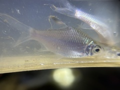 Barbonymus schwanefeldii