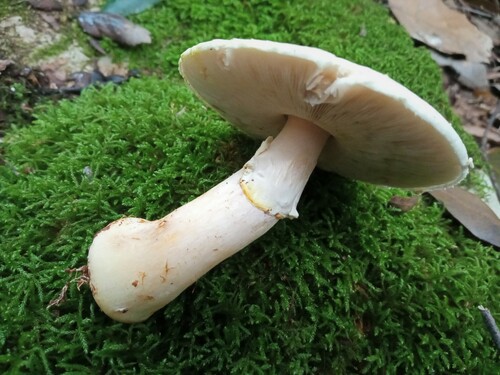 Šumska pečurka (Agaricus sylvicola)
