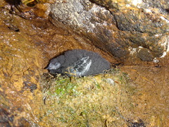 Cypseloides fumigatus