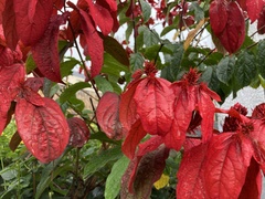 Combretum mussaendiflorum