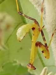 Stagmatoptera reimoseri