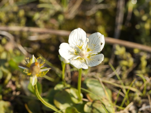 bielokvet močiarny (Parnassia palustris)