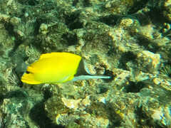Forcipiger longirostris