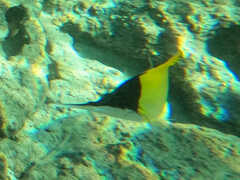 Forcipiger longirostris