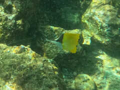 Forcipiger flavissimus