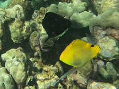 Forcipiger longirostris
