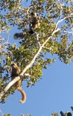 Eulemur cinereiceps