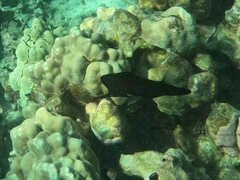 Forcipiger longirostris