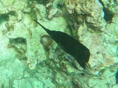 Forcipiger longirostris