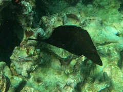 Forcipiger longirostris