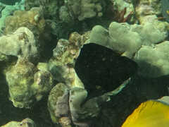 Forcipiger longirostris