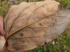 Pseudocercospora kaki