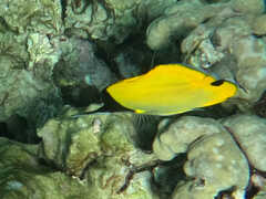 Forcipiger longirostris