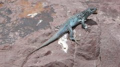 Liolaemus nigroviridis